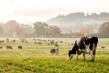 Importancia del pH y el balance en el rumen