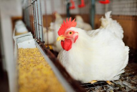 Importancia de promover la salud hepática de las aves